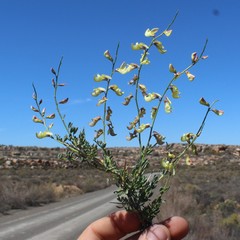 Wiborgia mucronata