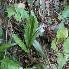 Calanthe arisanensis