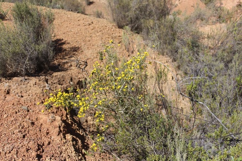 Image of Aspalathus desertorum by (c) Brian du Preez, some rights reserved (CC BY-SA)