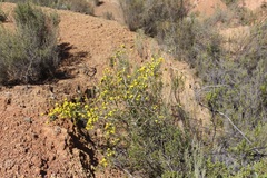 Aspalathus desertorum