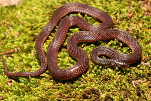 Photo of a Ceylon Keelback (Aspidura ceylonensis)