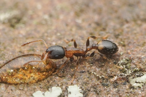 雷母切胸蚁Temnothorax leimu