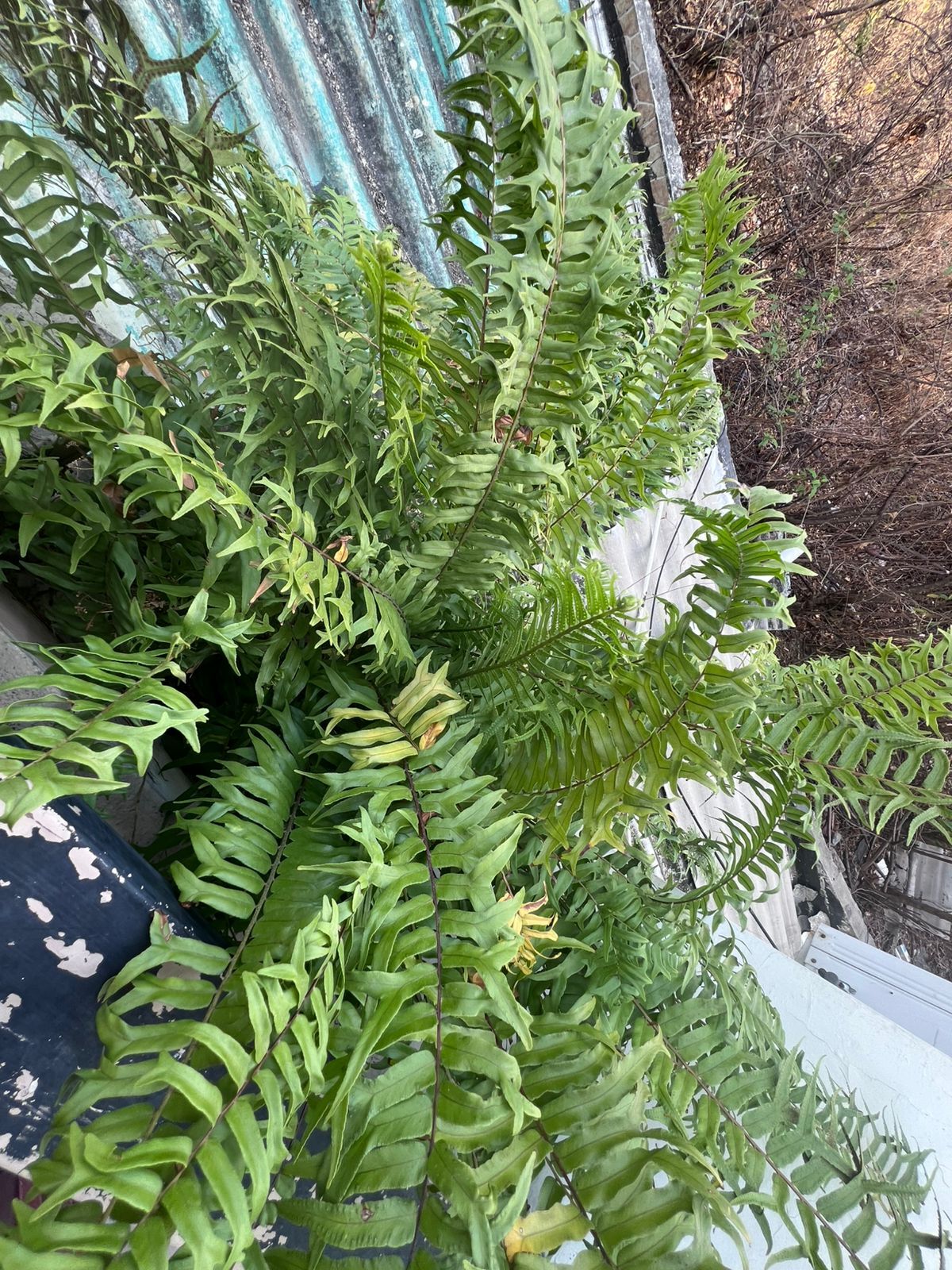 Nephrolepis Falcata (Nephrolepis falcata)