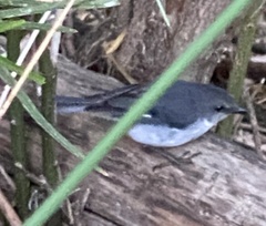 Eopsaltria georgiana