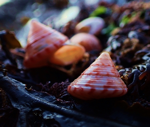 Calliostoma zizyphinum