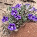 Karoo Violet - Photo (c) Jeremy Gilmore, some rights reserved (CC BY), uploaded by Jeremy Gilmore