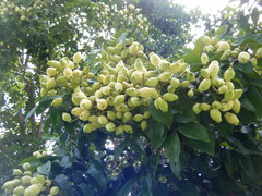 Syzygium bamagense