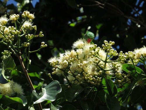 Bamaga Satinash (Syzygium bamagense)