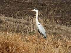 Ardea cinerea