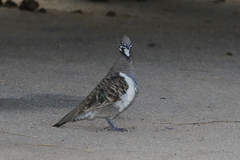Geophaps scripta
