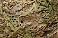 Litoria inermis
