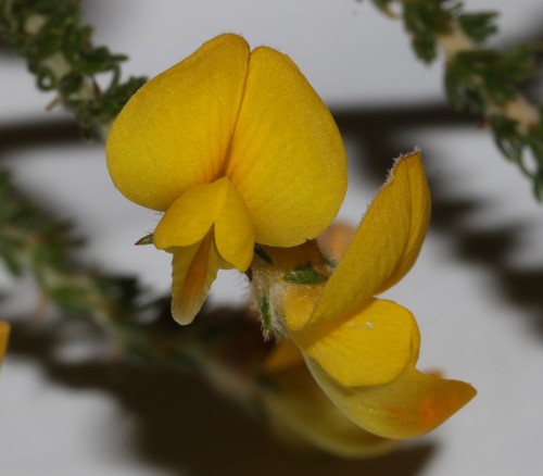 Desert Capegorse (Aspalathus desertorum)