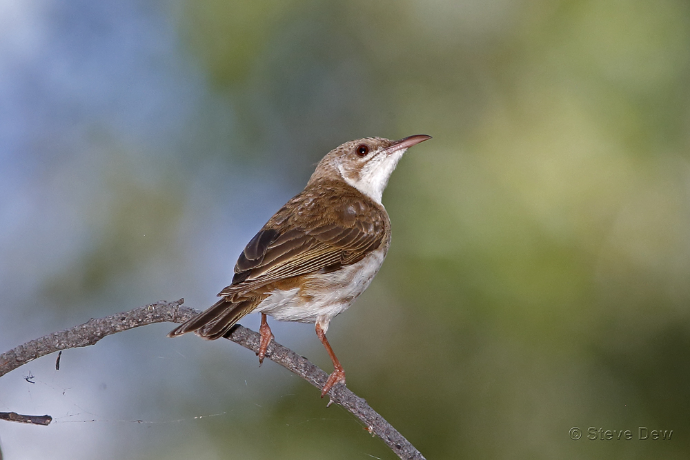 Brown-Backed Honeyeater