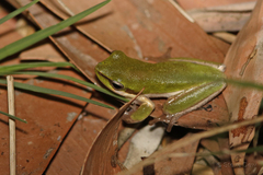 Litoria fallax