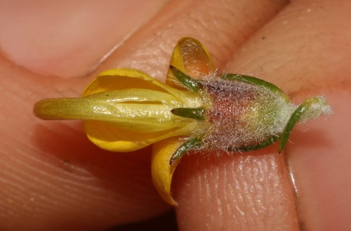 Image of Aspalathus desertorum by (c) Brian du Preez, some rights reserved (CC BY-SA)