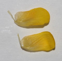 Aspalathus desertorum