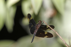 Rhyothemis princeps