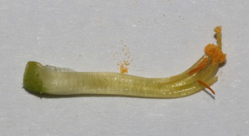 Image of Aspalathus desertorum by (c) Brian du Preez, some rights reserved (CC BY-SA)