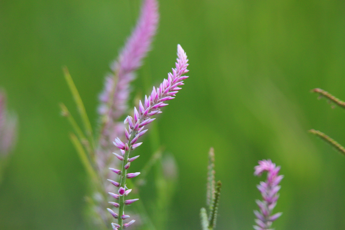 Hermbstaedtia odorata