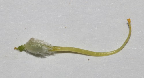 Image of Aspalathus desertorum by (c) Brian du Preez, some rights reserved (CC BY-SA)