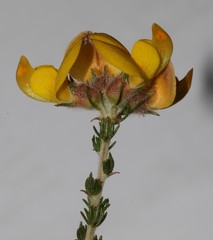 Aspalathus desertorum