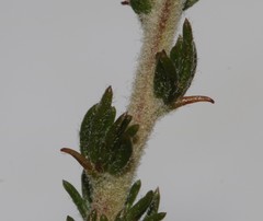 Aspalathus desertorum