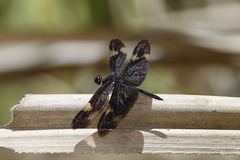 Rhyothemis princeps
