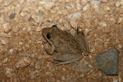 Litoria inermis