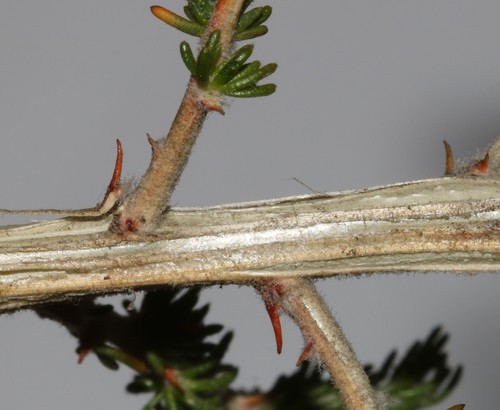 Image of Aspalathus desertorum by (c) Brian du Preez, some rights reserved (CC BY-SA)