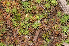 Dawsonia