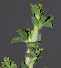 Polhillia involucrata