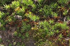 Dawsonia