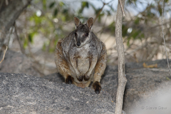 Allied Rock-Wallaby photo 2