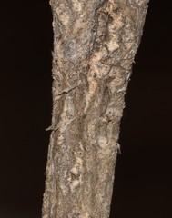 Polhillia involucrata