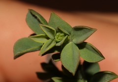 Polhillia involucrata