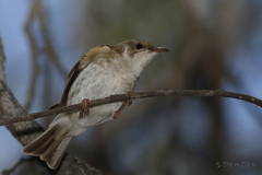 Ramsayornis modestus