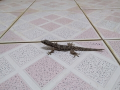 Hemidactylus platyurus