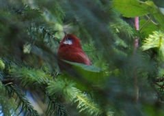 Cardellina rubra