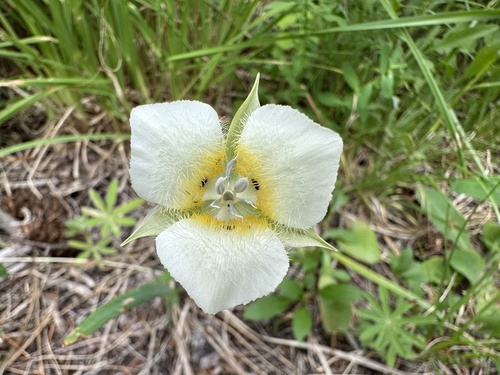 Baker's Mariposa Lily (Calochortus apiculatus)