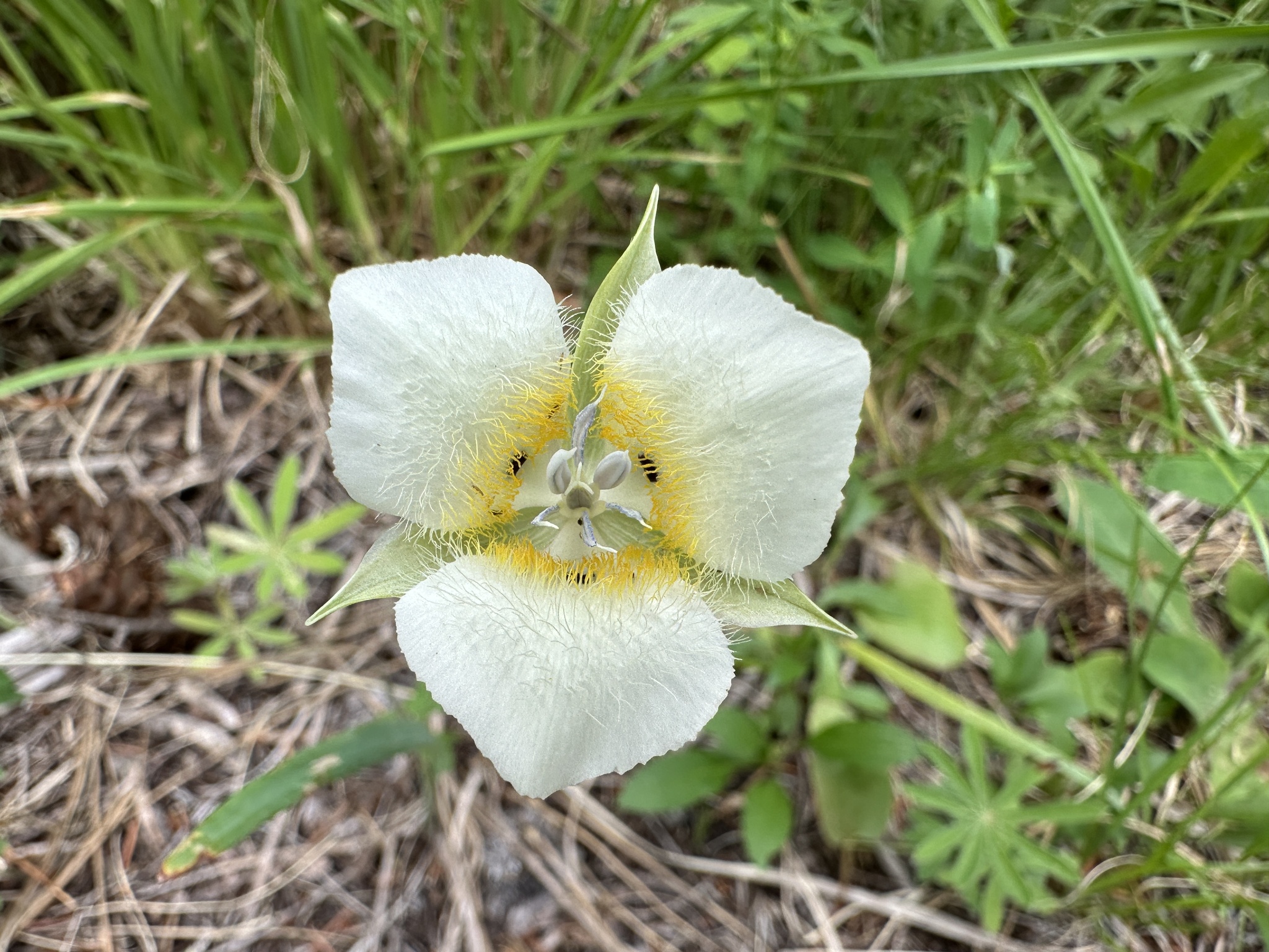 Baker's Mariposa Lily (Calochortus apiculatus)