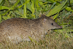 Northern Brown Bandicoot photo 5