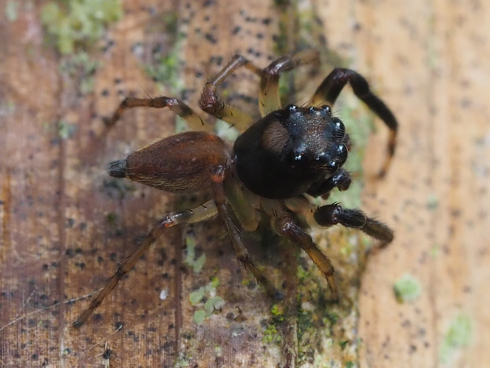 Amycus albipalpus Galvis, 2015