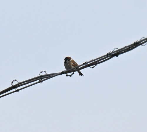 Eurasian Tree Sparrow
