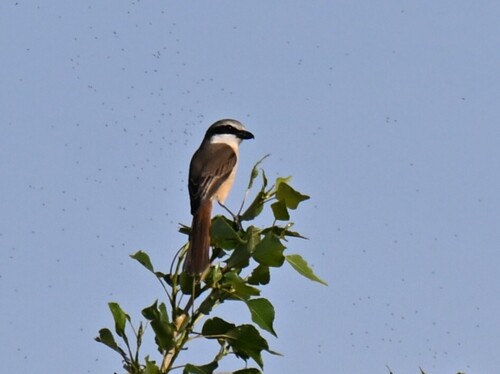 Brown Shrike