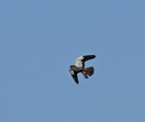 Amur Falcon
