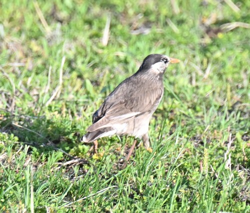 White-cheeked Starling