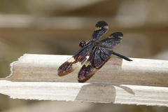 Rhyothemis princeps