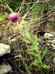 Carduus nutans micropterus