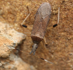 Dicranocephalus caffer