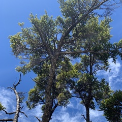 Tsuga chinensis